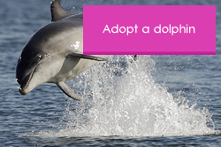 Adopt a dolphin